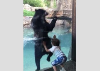 Oso imita a un niño y se ponen a saltar