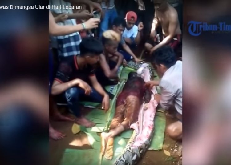 (Video) Pitón gigante se traga a una mujer en Indonesia