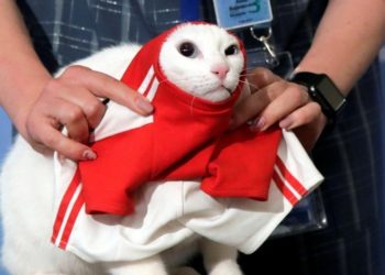 El gato Aquiles es el nuevo pulpo Paul y lanza su pronóstico para el Mundial