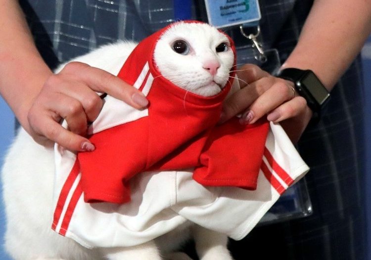 El gato Aquiles es el nuevo pulpo Paul y lanza su pronóstico para el Mundial