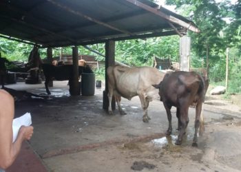 Desmantelan rastro clandestino en casa comunal de la colonia San Rafael de Sonsonate