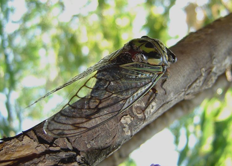 Aparecen en esta época chicharras en El Salvador