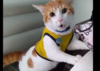 “Video viral” gatito grita gol junto a su dueño
