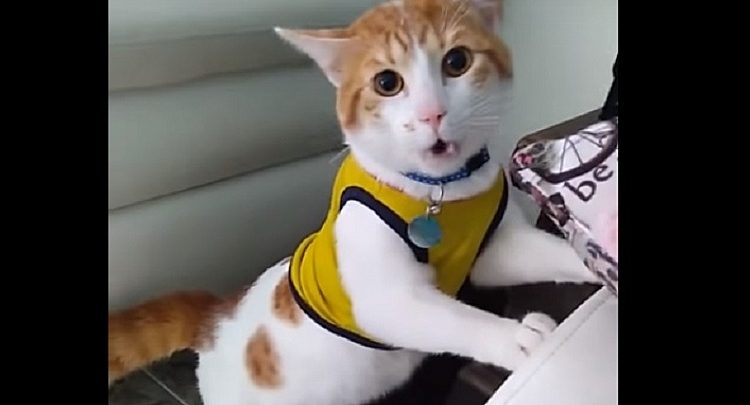 “Video viral” gatito grita gol junto a su dueño