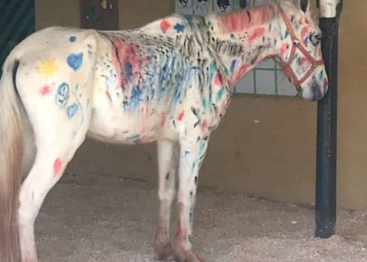 Niños pintan un caballo como tarea escolar y en redes se indignan