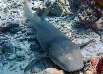 Tiburón arrastra a una mujer bajo un agua llena de cocodrilos