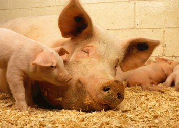 VIDEO: Nace en China un cerdo mutante con ‘cara humana’