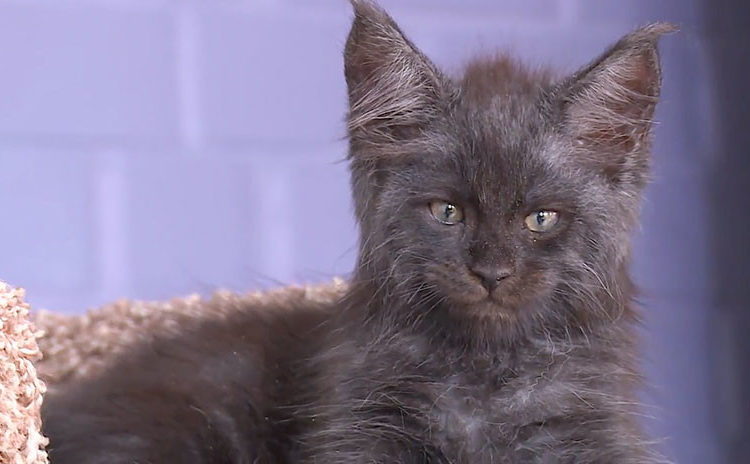 Un gato ruso desconcierta a las redes sociales por su ‘rostro humano’