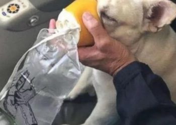 Le dan oxígeno a una perra en pleno vuelo y le salvan la vida