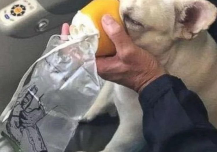 Le dan oxígeno a una perra en pleno vuelo y le salvan la vida