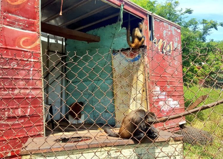 Abandonan a tres monos arañas en vagón de un circo