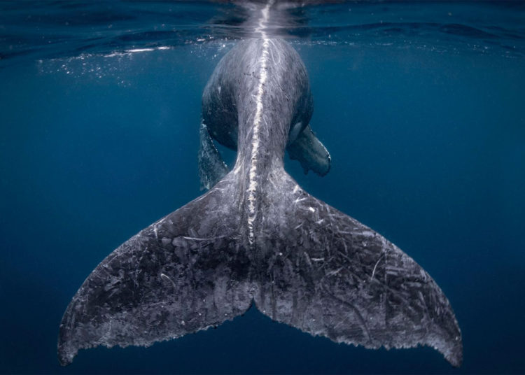 Estas son las mejores fotos de viaje ganadoras del concurso National Geographic 2018