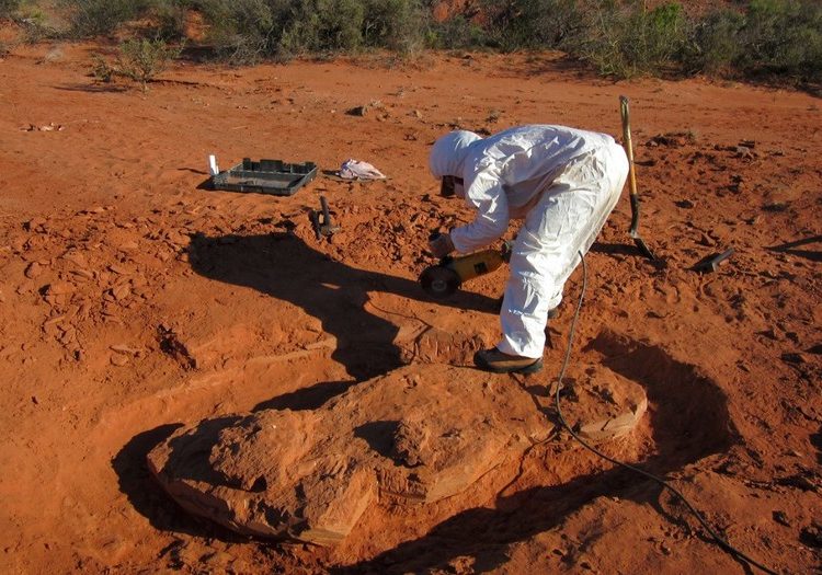 Hallaron en Argentina al dinosaurio gigante más antiguo que habitó la Tierra