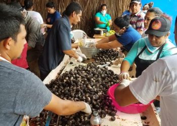 Preparan coctel gigante de curil en Puerto El Triunfo