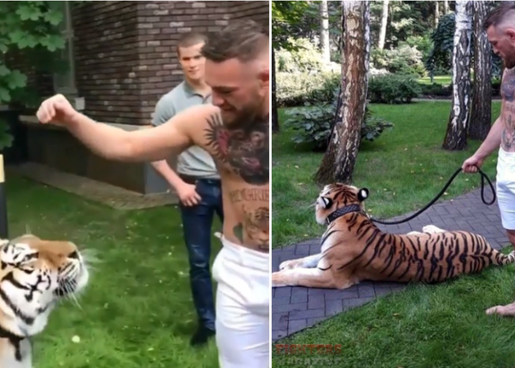 Niegan a McGregor pelear con un tigre en Rusia