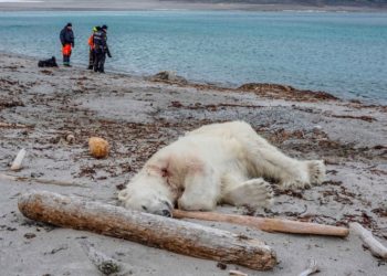 Matan a un oso polar porque atacó a un guía turístico
