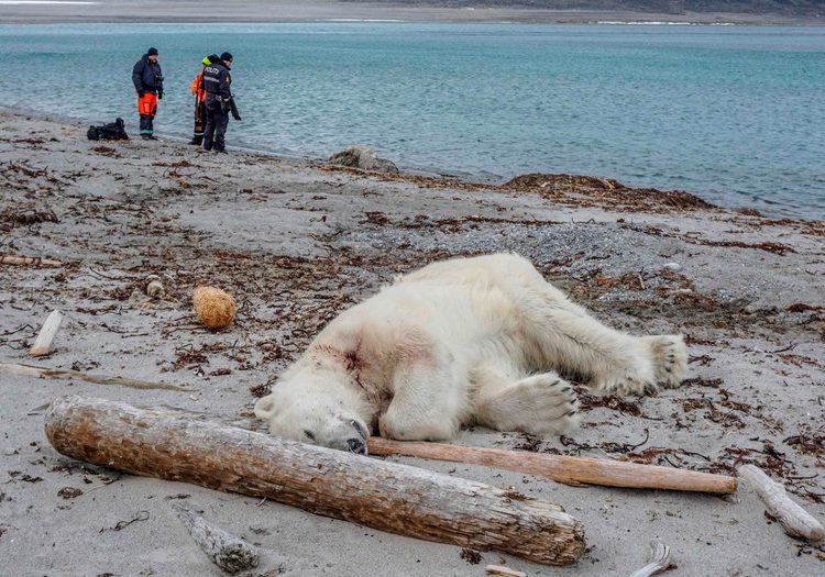 Matan a un oso polar porque atacó a un guía turístico