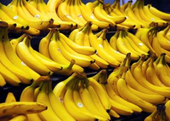 Cultivos de guineo son afectados en todo el mundo por una plaga tropical