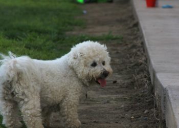 (VIDEO) Hombre salva a una perrita que cayó desde un noveno piso