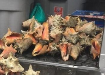 Una turista fue encarcelada por juntar caracoles en la playa