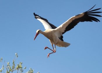 Ponen rastreador con SIM a una cigüeña y reciben factura de $2,700 en llamadas