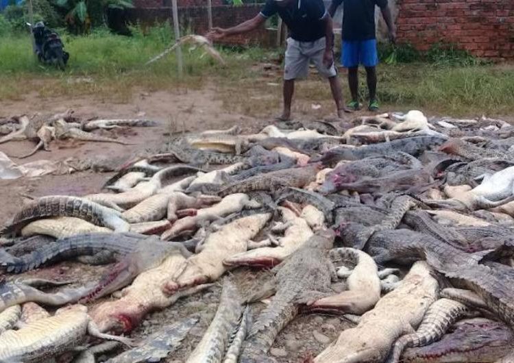 Matan a unos 300 cocodrilos en venganza por la muerte de un hombre en Indonesia