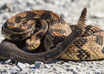 Valiente perro es mordido por una serpiente al proteger a su dueña