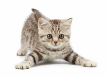 Washington invertirá más de un millón de dólares para crear un censo de gatos