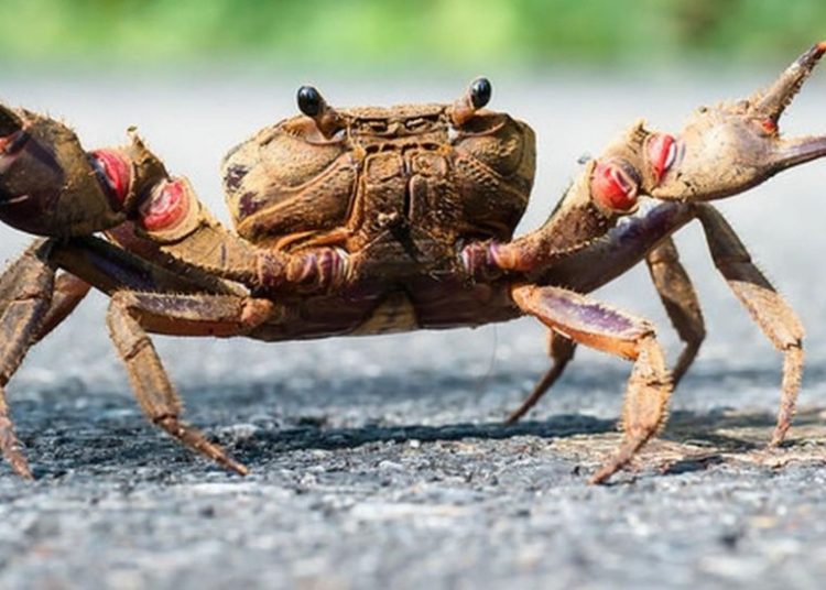 La «venganza» de un cangrejo para una bloguera que lo quería comer vivo