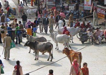 Tribunal de India concede a los animales los mismos derechos que a los humanos