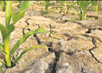 Falta de lluvias amenaza cultivos del oriente de El Salvador