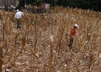 MARN no descarta fenómeno del “Niño” para el 2019