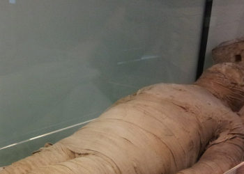 Exhiben por primera vez una momia de dos cabezas: una de niña y otra de cocodrilo