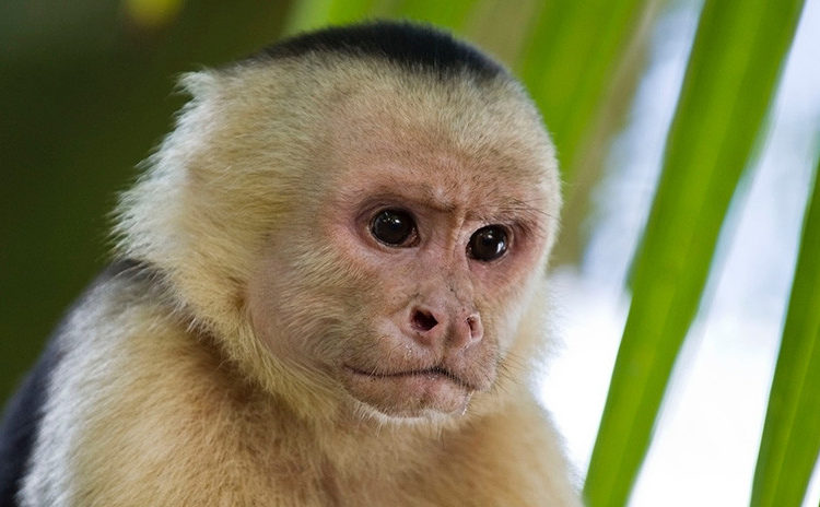 Monos panameños “evolucionan” y utilizan rocas para sus actividades diarias