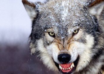Advierten que lobos mutantes de Chernóbil podrían dispersar sus genes por toda Europa