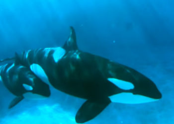 La orca que cargó a su cría muerta por más de tres días en el océano