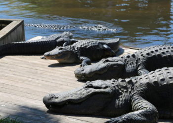 (Video) Un hombre y su hijo quedan suspendidos en el aire sobre un grupo de cocodrilos