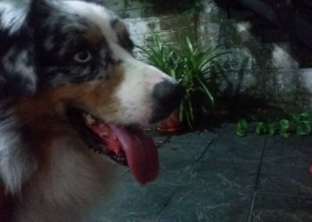 Localizan a “Bailey” y los Bomberos hacen feliz a una familia