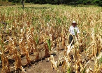 Alerta naranja para 12 departamentos afectados por sequía extrema