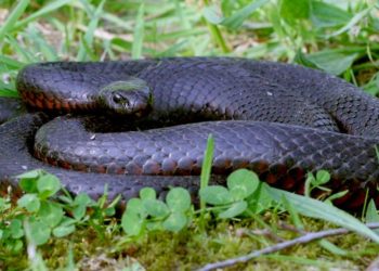 Descubren nuevo tipo de serpiente extremadamente venenosa en Australia