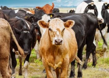 Investigador mexicano creó antibiótico con piel de rana para curar infecciones en vacas