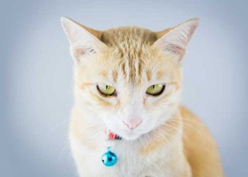 Un gato ‘narco’ es ‘detenido’ al introducir drogas en una cárcel