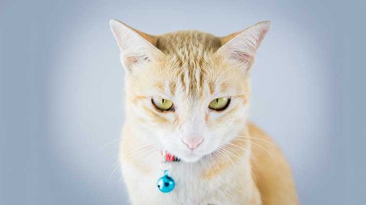 Un gato ‘narco’ es ‘detenido’ al introducir drogas en una cárcel