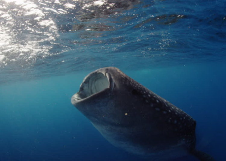 (VIDEO) El encuentro cercano de un turista con un gigantesco tiburón