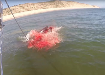 Mar de sangre: Graban el ataque de un tiburón a una foca
