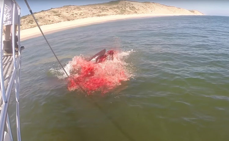 Mar de sangre: Graban el ataque de un tiburón a una foca