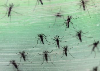 Ciudad rusa vive un ‘apocalipsis’ de insectos
