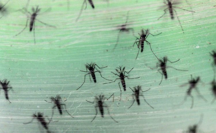 Ciudad rusa vive un ‘apocalipsis’ de insectos