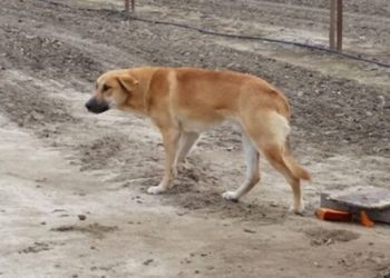 (VIDEO) Un perro vigila el cuerpo de su amigo muerto