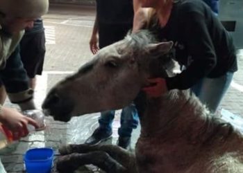 No aguantó más y se desplomó: Caballo se desmaya tras ser brutalmente maltratado